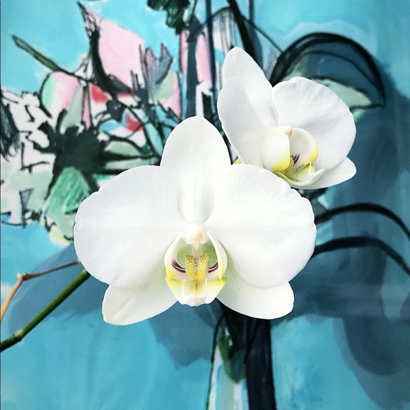 Meet your Posher, Laura - Picture 1 of 1